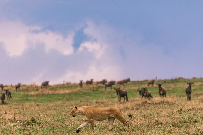 4 Days of Untamed Beauty: An Unforgettable Masai Mara Road Safari - Day 4: Sunrise, a long return, and an optional cultural stop