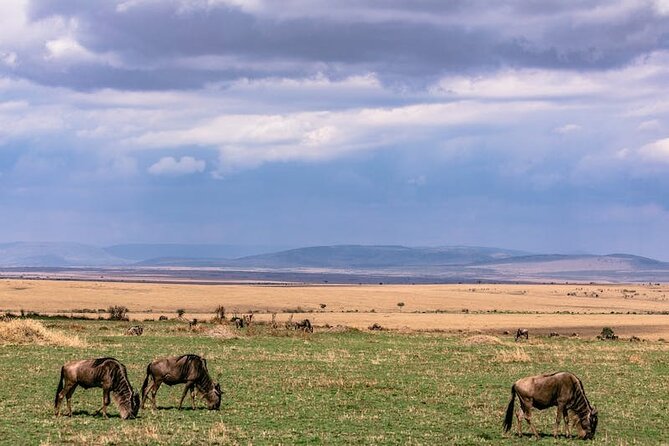 4 Days of Untamed Beauty: An Unforgettable Masai Mara Road Safari - The private jeep and the guide make a difference