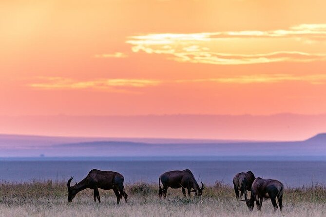 4 Days of Untamed Beauty: An Unforgettable Masai Mara Road Safari - Who will enjoy this safari most