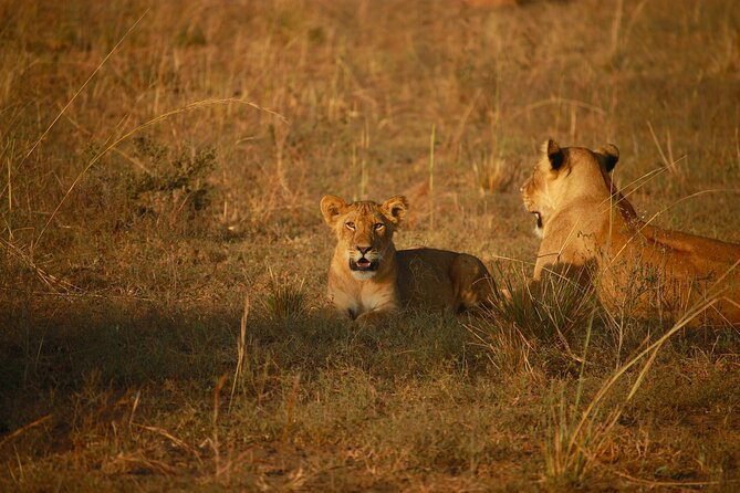 4 Days of Untamed Beauty: An Unforgettable Masai Mara Road Safari - Day 1: Your first game drive in the Mara