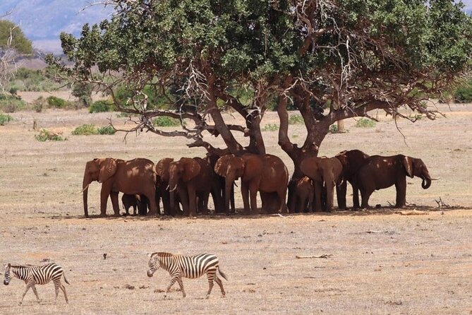 4 Days Private Safari Tour Tsavo and Amboseli from Nairobi - What this safari is designed to do