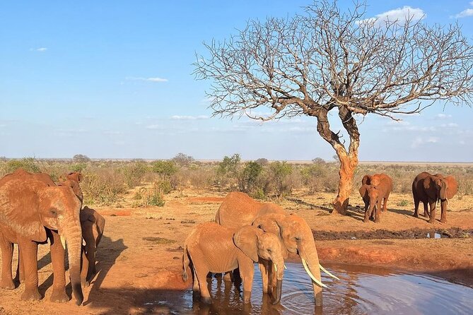 4 Days Private Safari Tour Tsavo and Amboseli from Nairobi - Meals, timing, and the practical rhythm