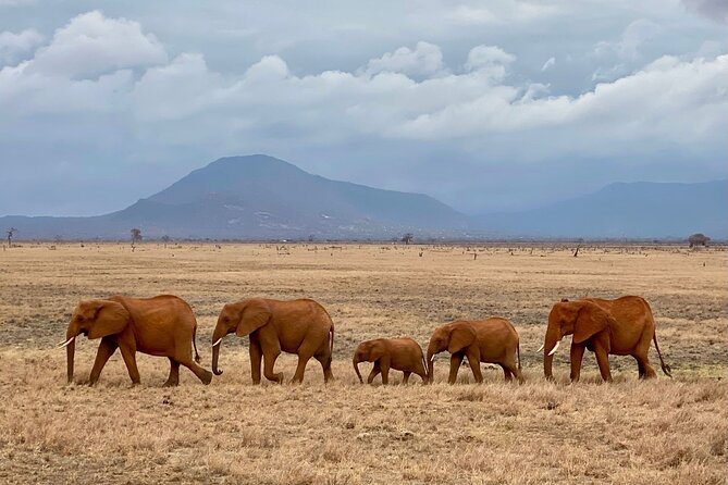 4 Days Private Safari Tour Tsavo and Amboseli from Nairobi - Day 1: Tsavo East and the wildlife around Aruba Dam
