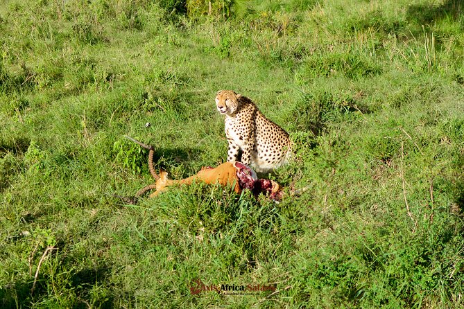 4 Days Safari Adventure Masai Mara and Nakuru Park Group - Day four: Lake Nakuru, rhinos, birds, and a fast return