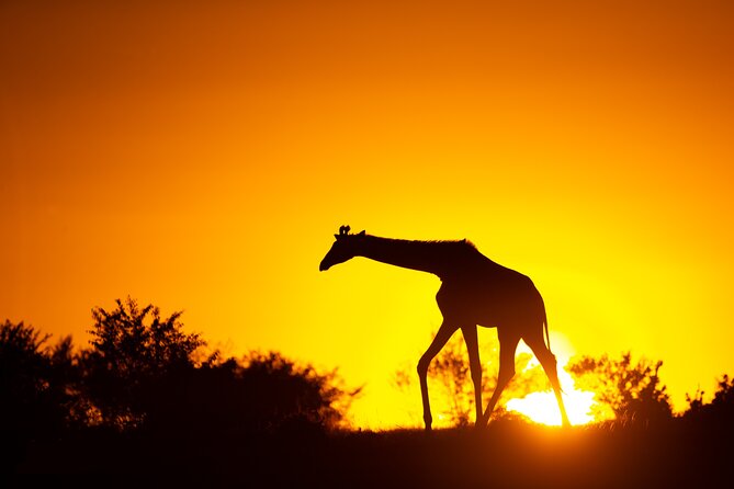 4 Days Safari from Mombasa to Amboseli and Tsavo West and East - What This Mombasa Safari Does Well