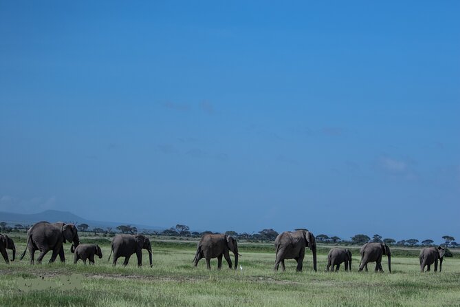 4 Days Safari from Mombasa to Amboseli and Tsavo West and East - Day Three: Sunrise in Amboseli, Then Tsavo East