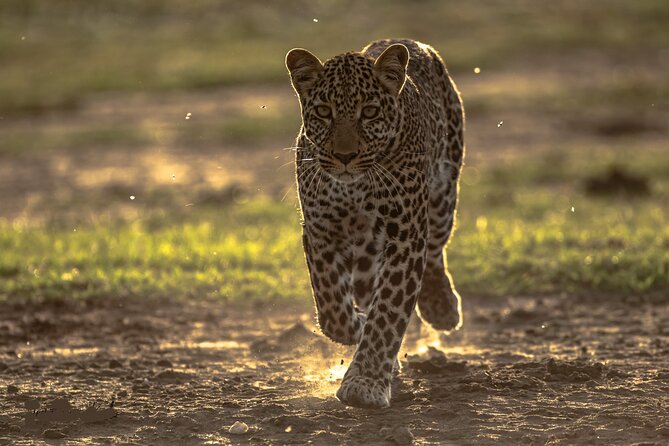 4 Days Safari from Mombasa to Amboseli and Tsavo West and East - Day Two: Mzima Springs and the Road to Amboseli