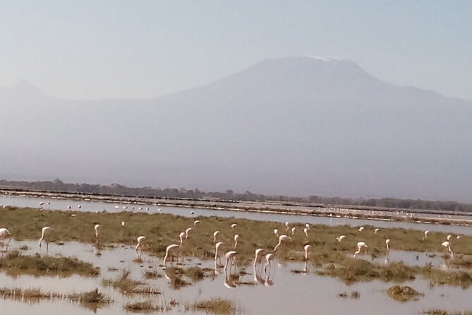 4 Days Safari to Amboseli N/P, Tsavo East N/P. - Five Things To Know Before You Book