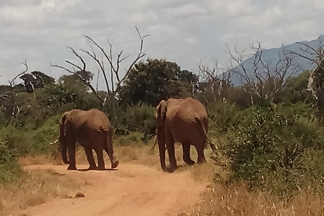4 Days Safari to Amboseli N/P, Tsavo East N/P. - A Full Amboseli Day With Observation Hill