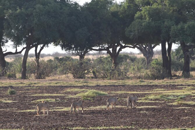 4 Days Safari to Amboseli N/P, Tsavo East N/P. - Is $2,800 Per Person Good Value?