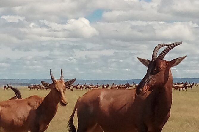 4 Days Safari to Lake Nakuru N/P and Maasai Mara N/R - Day 3: The main Maasai Mara game-drive day