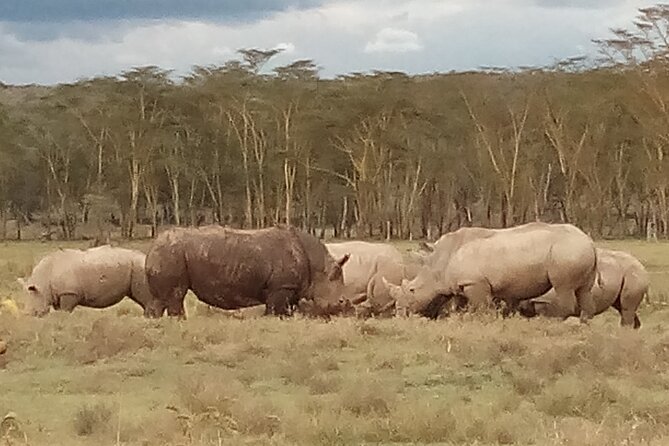 4 Days Safari to Lake Nakuru N/P and Maasai Mara N/R - Day 4: One last sunrise, then back to Nairobi