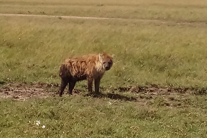 4 Days Safari to Lake Nakuru N/P and Maasai Mara N/R - Who will get the most from this safari