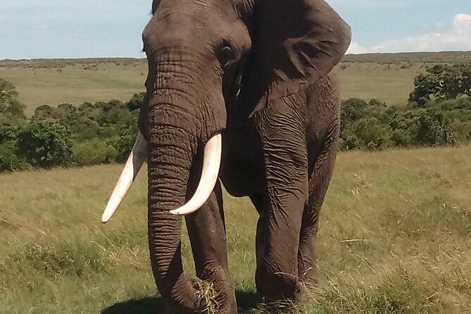4 Days Safari to Lake Nakuru N/P and Maasai Mara N/R - Booking, cancellation, and practical details