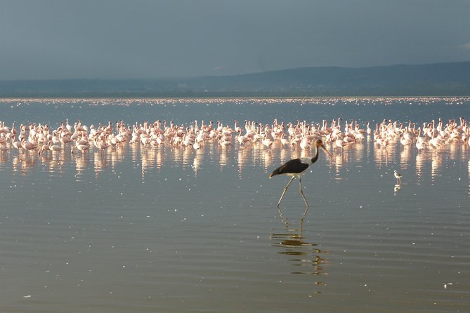 4 Days Safari to Lake Nakuru N/P and Maasai Mara N/R - Day 2: An early Nakuru drive before Maasai Mara
