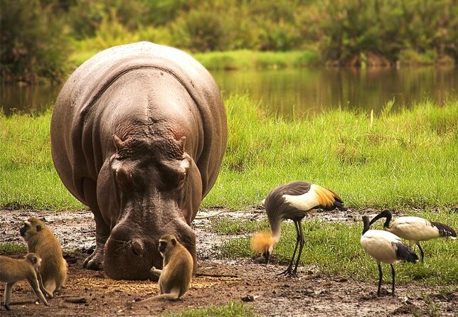 4-days safari: Tsavo east, west and Amboseli national parks - Key points at a glance