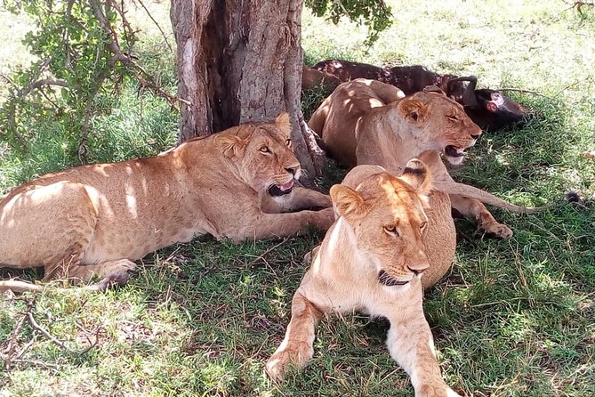 4-days safari: Tsavo east, west and Amboseli national parks - What this four-day safari is really like