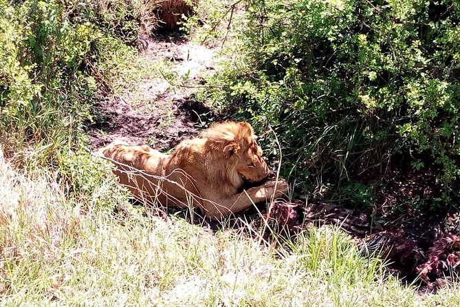 4-days safari: Tsavo east, west and Amboseli national parks - Day 4: An early Amboseli drive and the return to Nairobi