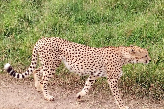 4-days safari: Tsavo east, west and Amboseli national parks - How good are the guides?