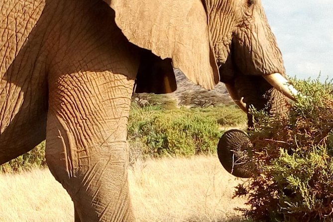 4-days safari: Tsavo east, west and Amboseli national parks - Who should book this safari?