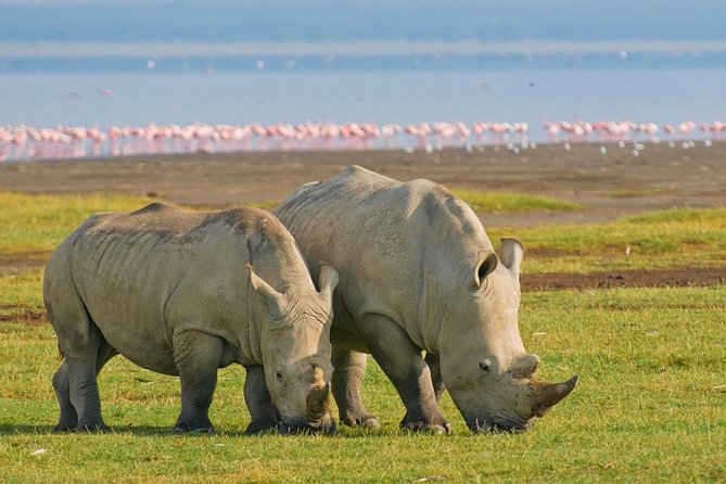 4 Days Small Group Maasai Mara and Lake Nakuru Safari - Who should book this safari?
