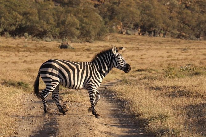 4 Days Small Group Maasai Mara and Lake Nakuru Safari - Day two: the main Maasai Mara game drive