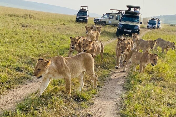 4 Days Tour Landcruiser in Masai Mara and Lake Nakuru - What the $360 price really covers