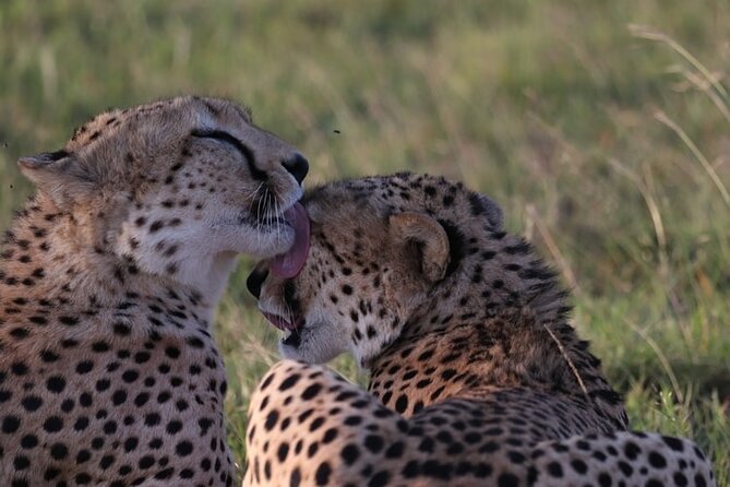 4 Days Tour Landcruiser in Masai Mara and Lake Nakuru - A full day among the Mara’s Big Five