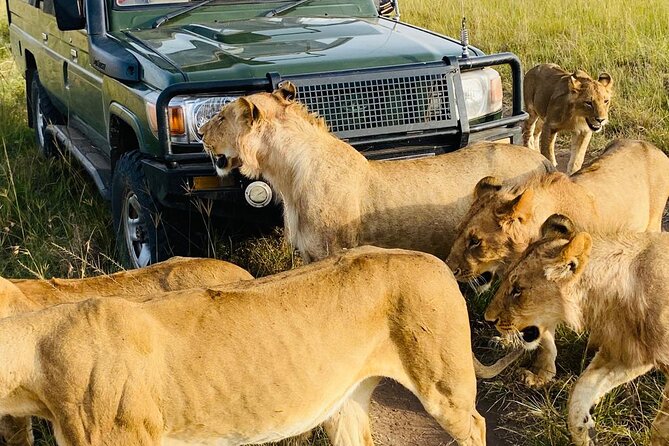 4 Days Tour Landcruiser in Masai Mara and Lake Nakuru - Comfort, group size, and road time