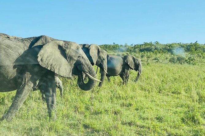 4 Days Tour Landcruiser in Masai Mara and Lake Nakuru - Meals, pickup, and small planning details