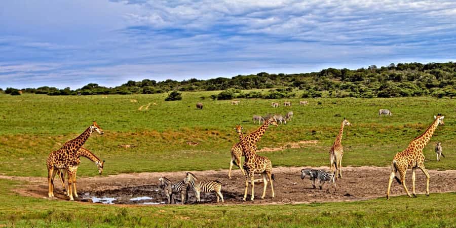 4 days Tsavo East, Amboseli and saltlick lodge safari - Why this route works in only four days