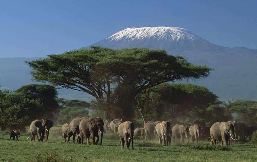 4 days Tsavo East, Amboseli and saltlick lodge safari - What Salt Lick Lodge adds to the price