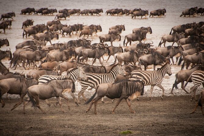 4 Days Tsavo West, Amboseli and Tsavo East National Park Safari - Day 2: Mzima Springs before the road to Amboseli