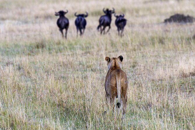 4 Days wildebeest lake nakuru masai mara safari - Day 3: Your best chance at the Big Five