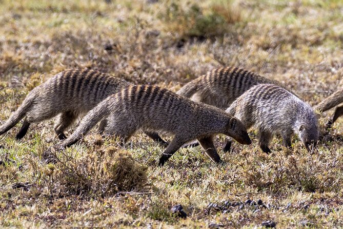 4 Days wildebeest lake nakuru masai mara safari - Day 4: One last game drive before Nairobi