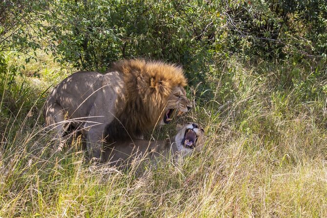 4 Days wildebeest lake nakuru masai mara safari - Guides, service, and the private setup