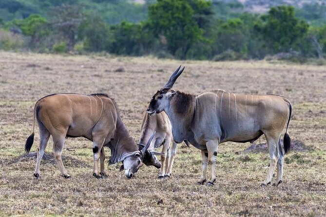 4 Days wildebeest lake nakuru masai mara safari - Day 2: Across the Rift Valley to the Masai Mara