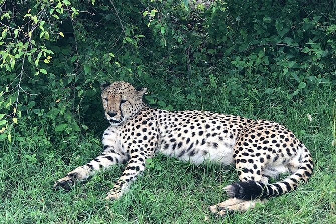 4day Maasai Mara, Lake Nakuru, and Lake Naivasha - Four days from Nairobi, with a lot of Kenya in one trip