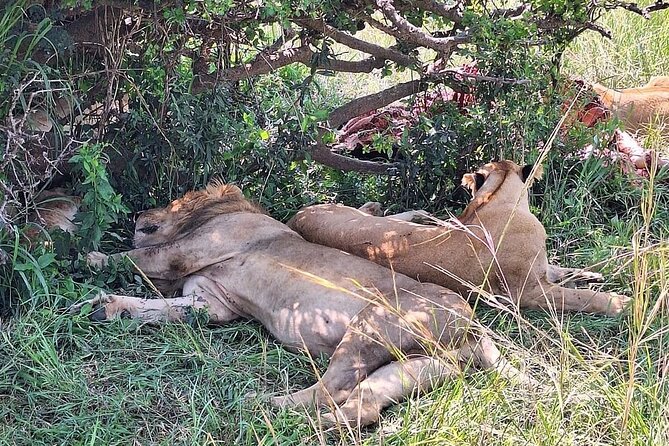 4day Maasai Mara, Lake Nakuru, and Lake Naivasha - Day two: a full Maasai Mara safari