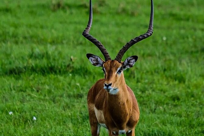 4day Maasai Mara, Lake Nakuru, and Lake Naivasha - Day three: Lake Nakuru brings a different park setting