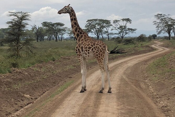 4day Maasai Mara, Lake Nakuru, and Lake Naivasha - Should you book this four-day Kenya safari?