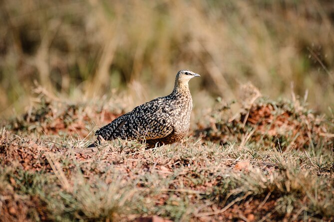 5-Day 4 Nights Masai Mara-L Nakuru-Hell's Gate Budget Safari - Hell’s Gate, walking trails, and volcanic cliffs