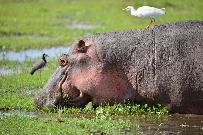 5-Day 4 Nights Masai Mara-L Nakuru-Hell's Gate Budget Safari - Who should book this safari?