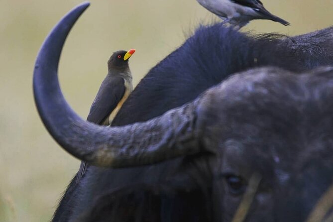 5-Day Lakes and Masai Mara Plains 4 x 4 Safari - Day 3: The road to Maasai Mara