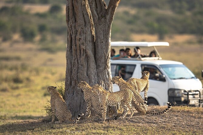 5-Day Lakes and Masai Mara Plains 4 x 4 Safari - Day 5: One last drive, then back to Nairobi