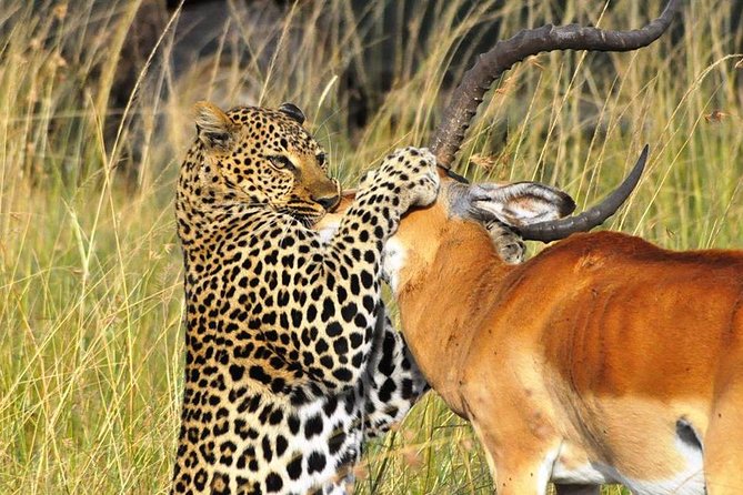 5-Day Lakes and Masai Mara Plains 4 x 4 Safari - What the private van changes