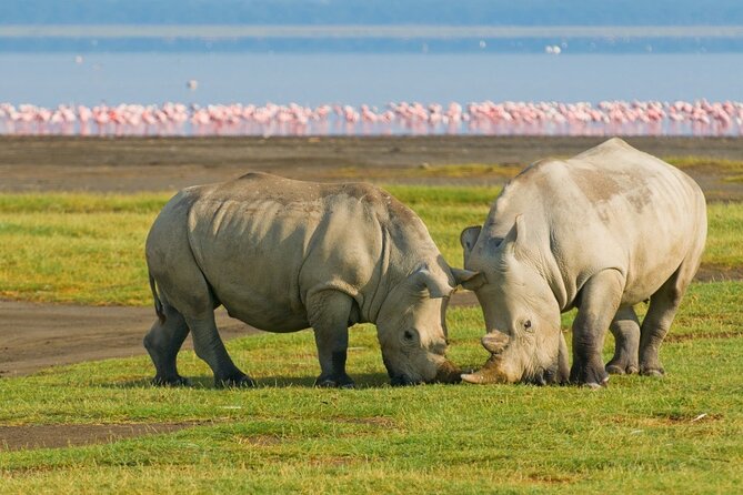 5-Day Masai Mara Lake Nakuru and Naivasha Small-group Safari Tour - Day 4: Rhinos at Nakuru and a change of pace at Naivasha