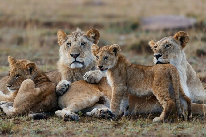 5-Day Masai Mara Lake Nakuru and Naivasha Small-group Safari Tour - Guides, vehicles, and the small-group setup