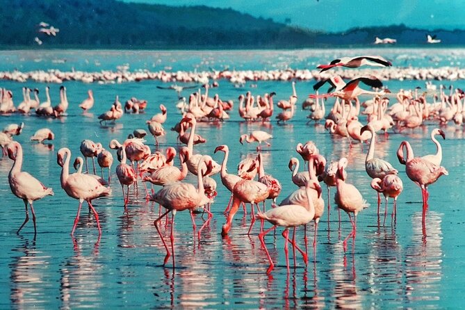 5-Day Masai Mara Lake Nakuru and Naivasha Small-group Safari Tour - Meals and accommodation: know the budget level