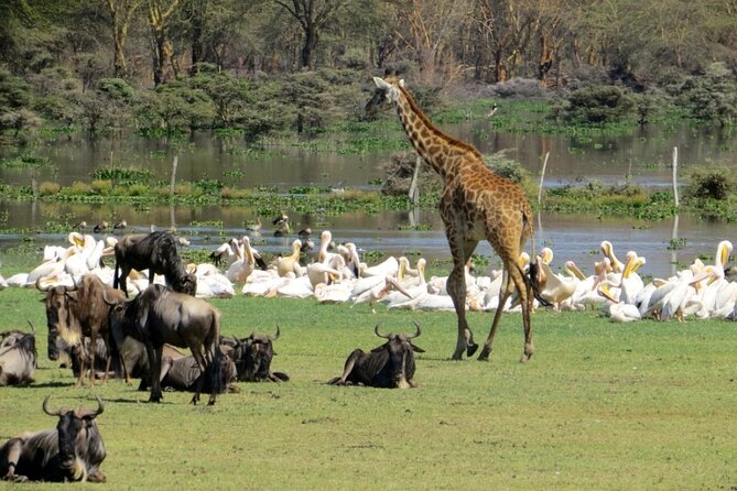 5-Day Masai Mara Lake Nakuru and Naivasha Small-group Safari Tour - Day 2: A full day among Mara predators